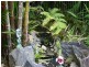 Daintree QLD 4873