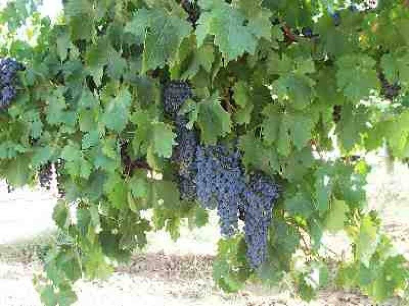 Lot 125 Chowilla Street, Renmark SA 5341