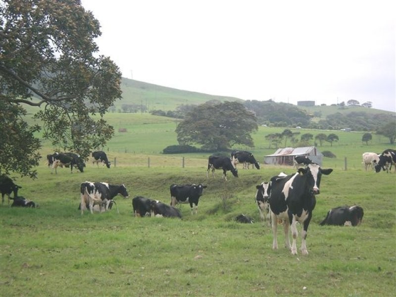 50 Rose Valley Road, Rose Valley NSW 2534 the real estate agency