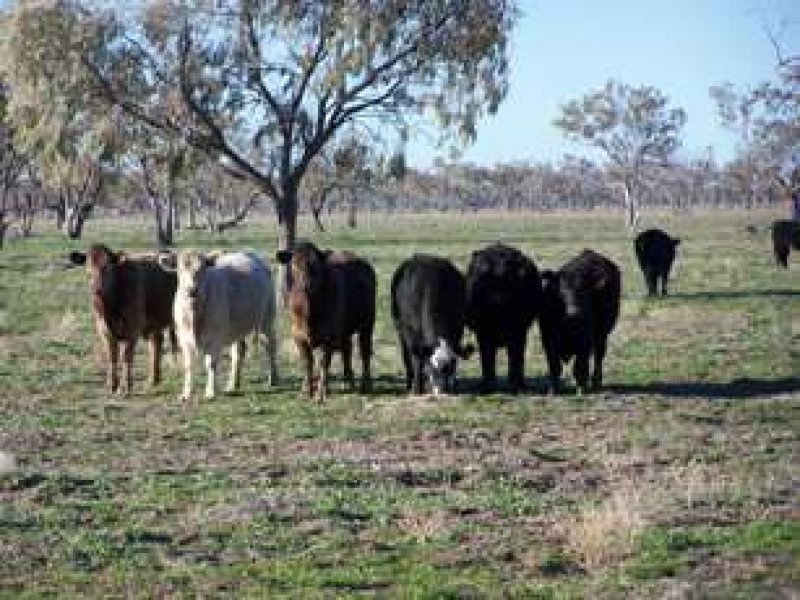 Walgett NSW 2832
