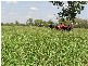 Mataranka NT 0852
