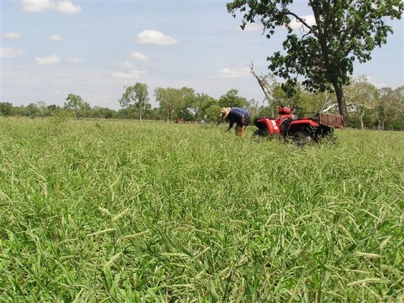 Mataranka NT 0852
