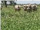 Mataranka NT 0852
