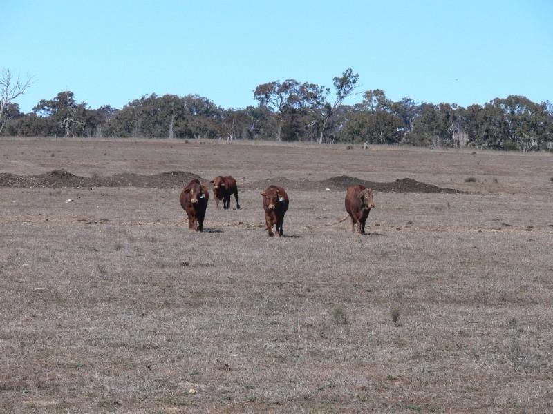 Lot/2 Orchard Rd, Elbow Valley QLD 4370