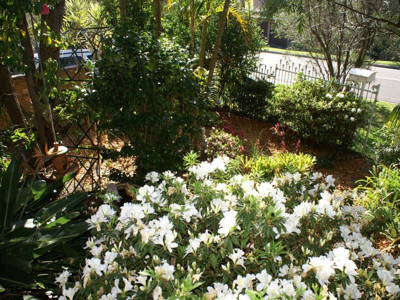 29 Acacia Street, Collaroy Plateau NSW 2097