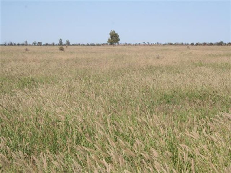 1 Quibet, Roma QLD 4455