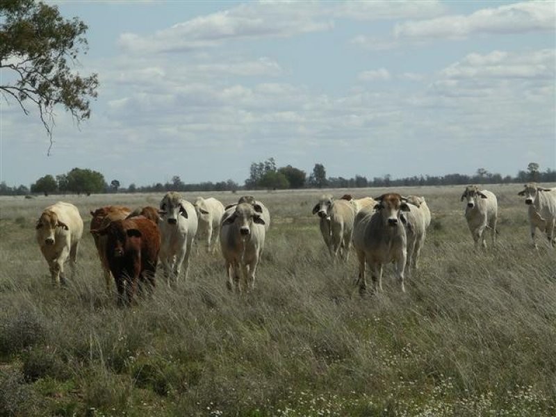 1 Quibet, Roma QLD 4455