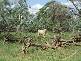 Wyandra QLD 4489