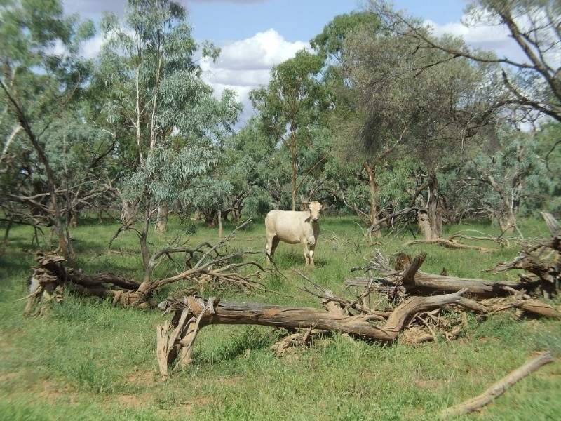 Wyandra QLD 4489