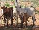 Wyandra QLD 4489