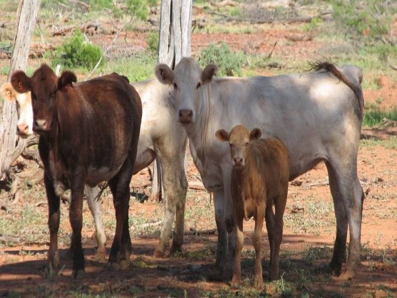 Wyandra QLD 4489