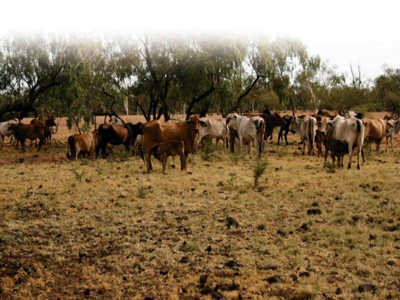 Julia Creek QLD 4823