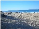 16 Henzell Street, Dicky Beach QLD 4551