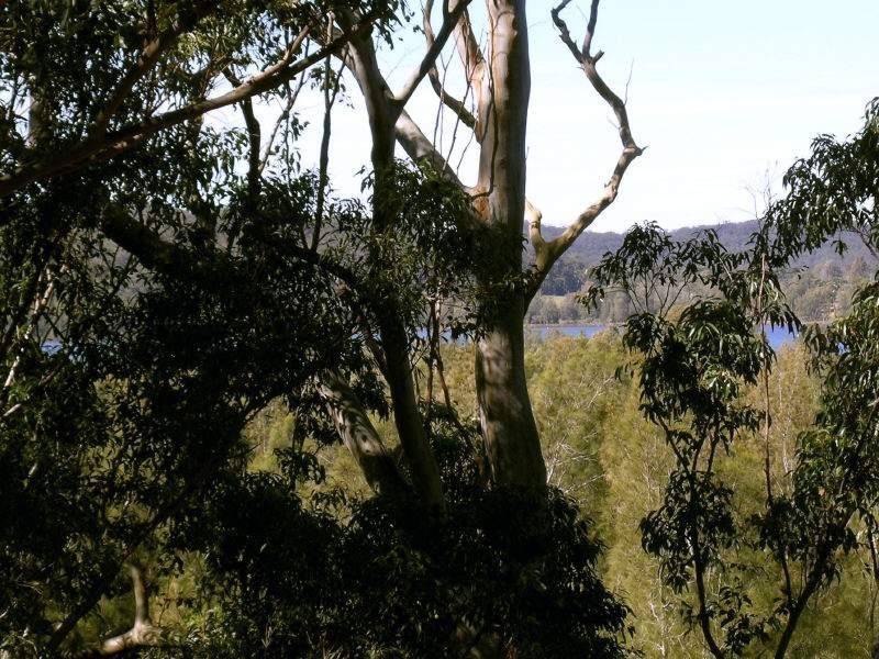 99 Davistown Rd, Saratoga NSW 2251