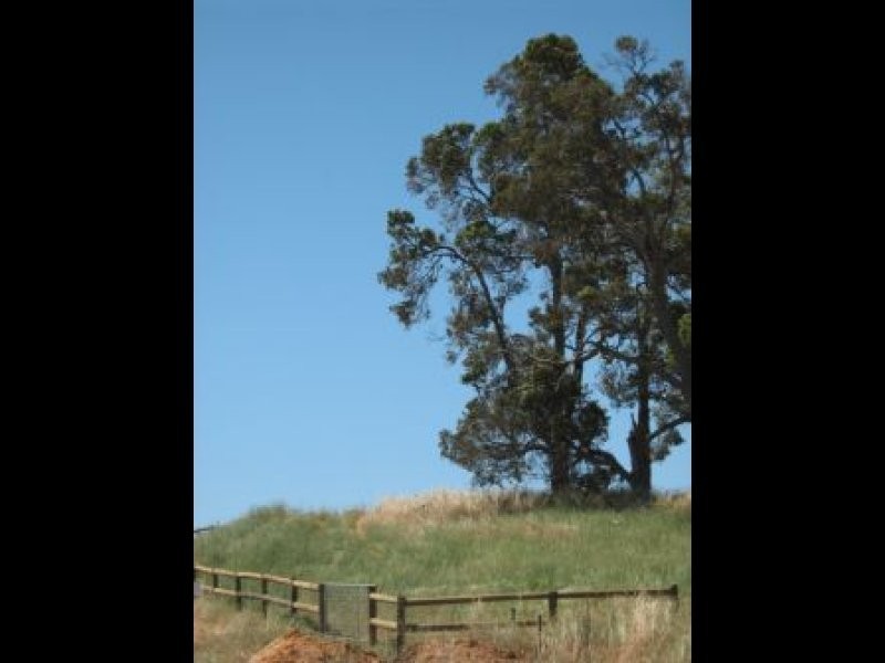 95 Charolais Close, Bridgetown WA 6255