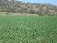 . “Marengo”, Werris Creek NSW 2341