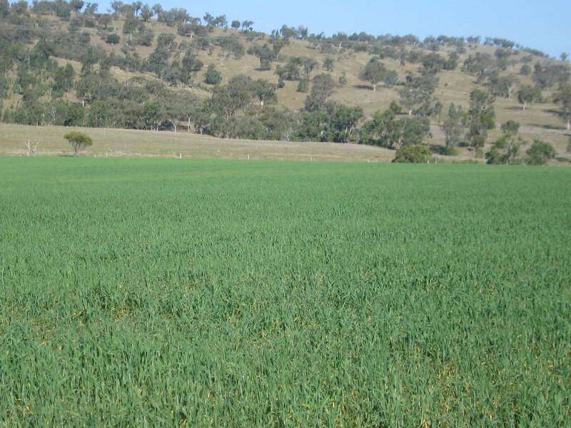 . “Marengo”, Werris Creek NSW 2341
