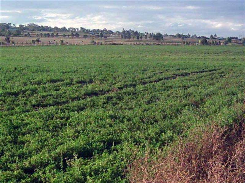 Oestreich Road, Wellcamp QLD 4350