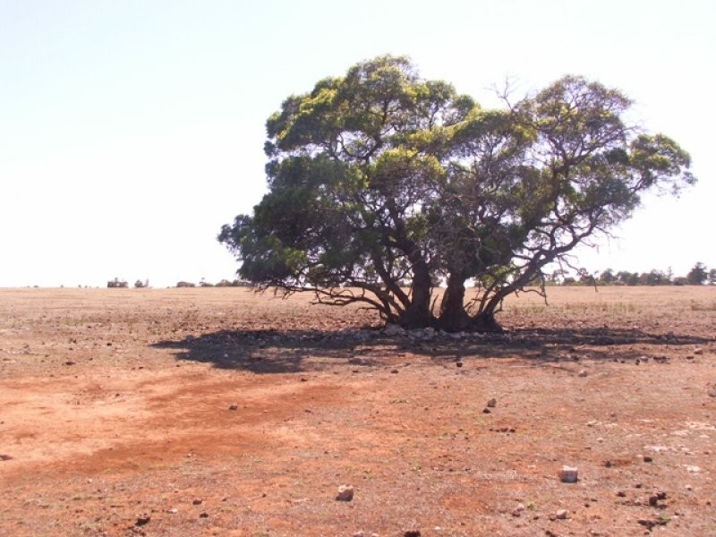 Lot 382 Cnr Lomandra and Kowald Road, Tailem Bend SA 5260