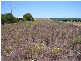 Lot 358 Jervois Road, Woods Point SA 5253