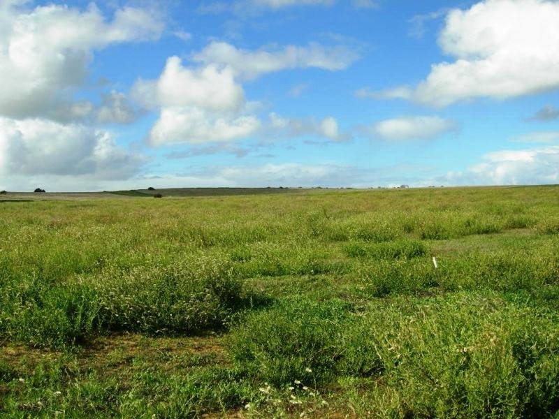 347 Hakea, Nilgen WA 6044