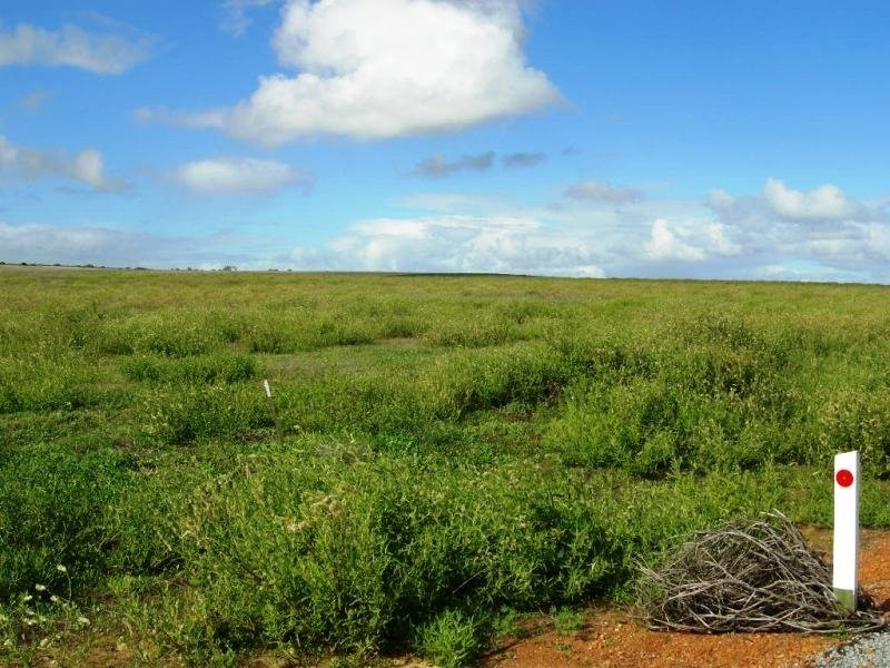 347 Hakea, Nilgen WA 6044