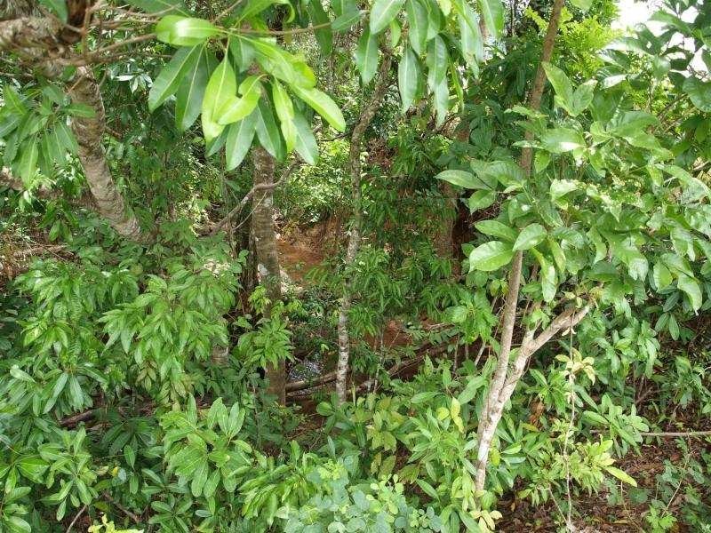 19 Conway Close, Bentley Park QLD 4869