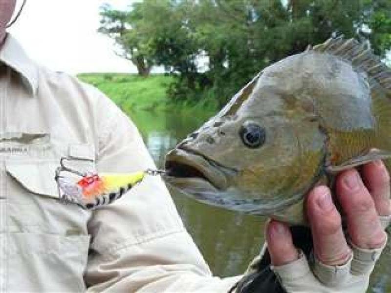 Lot 15 Golden Street, Goldsborough QLD 4865