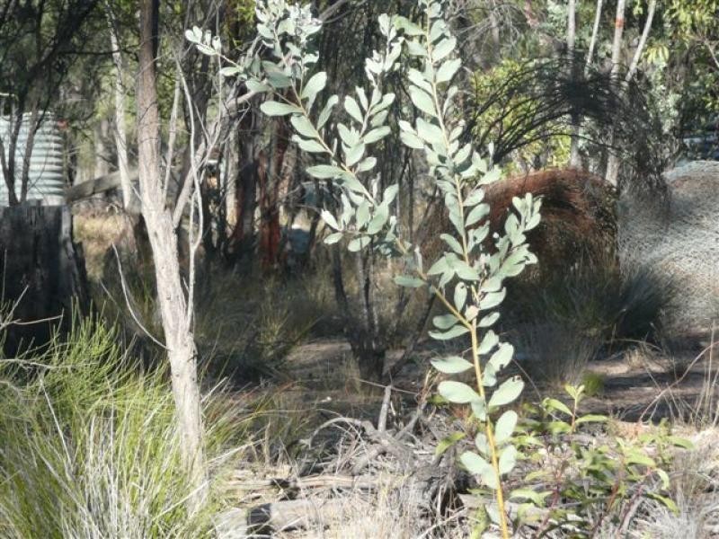 29 Vickery Road, Tara QLD 4421