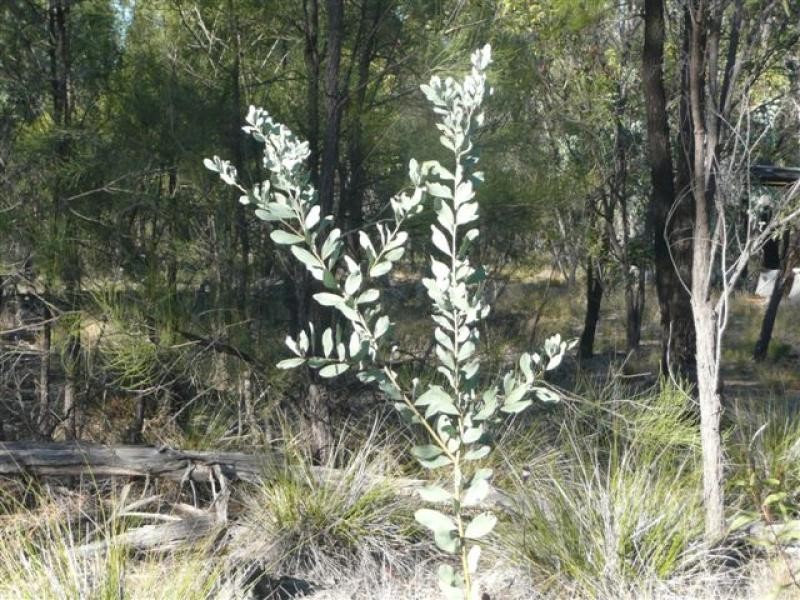 29 Vickery Road, Tara QLD 4421