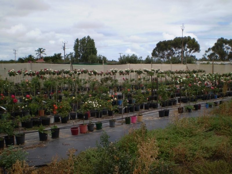 Lot 702 Fertile Avenue, Two Wells SA 5501