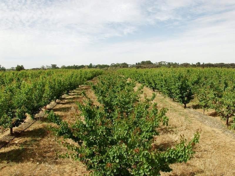 203 Long Lake Road, Lake Boga VIC 3584