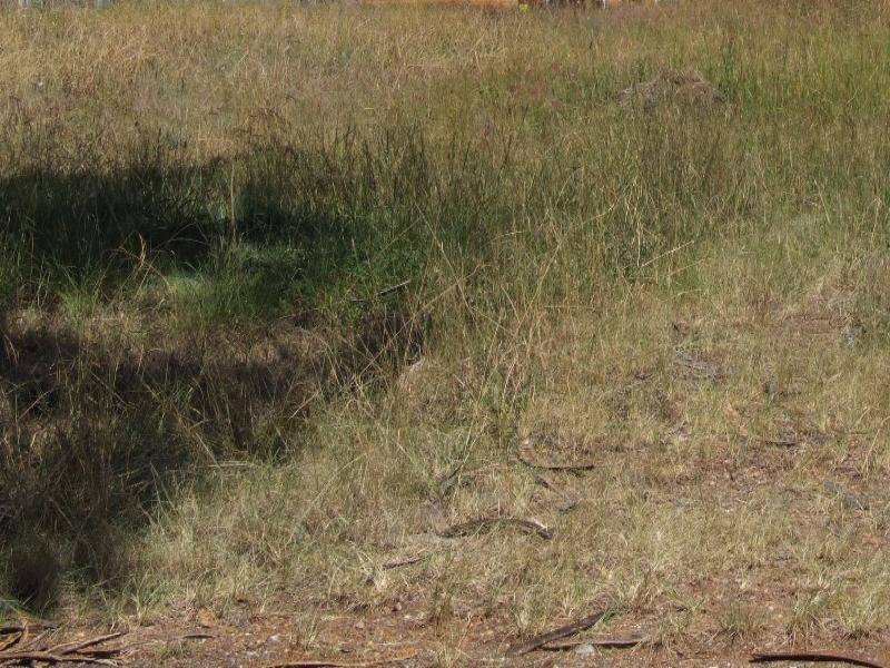 12 Buckland St, Wellington Point QLD 4160