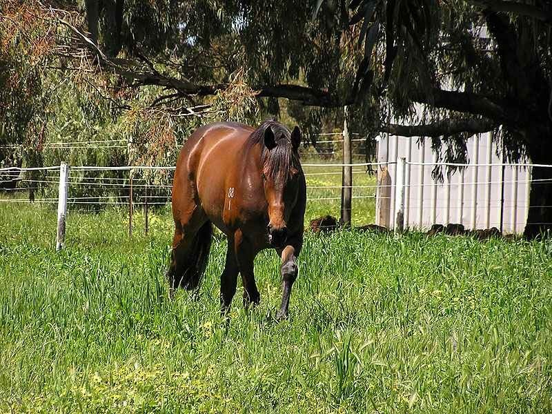 42 Bingham Road, Bullsbrook WA 6084