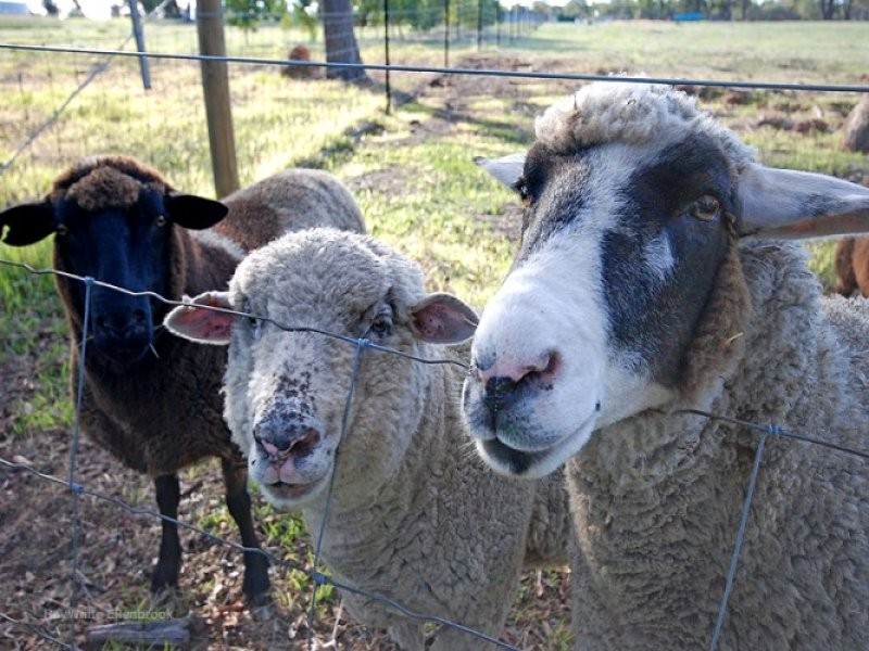 102 Ayrshire Loop, Lower Chittering WA 6084