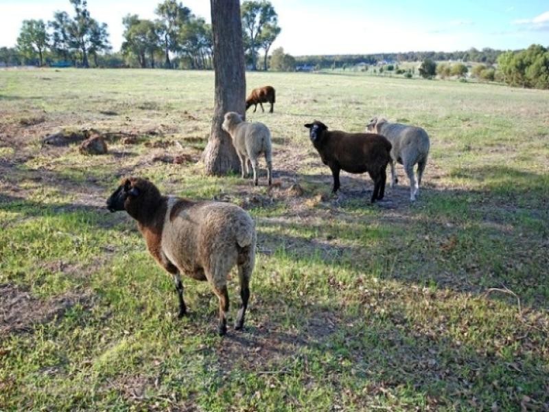 102 Ayrshire Loop, Lower Chittering WA 6084