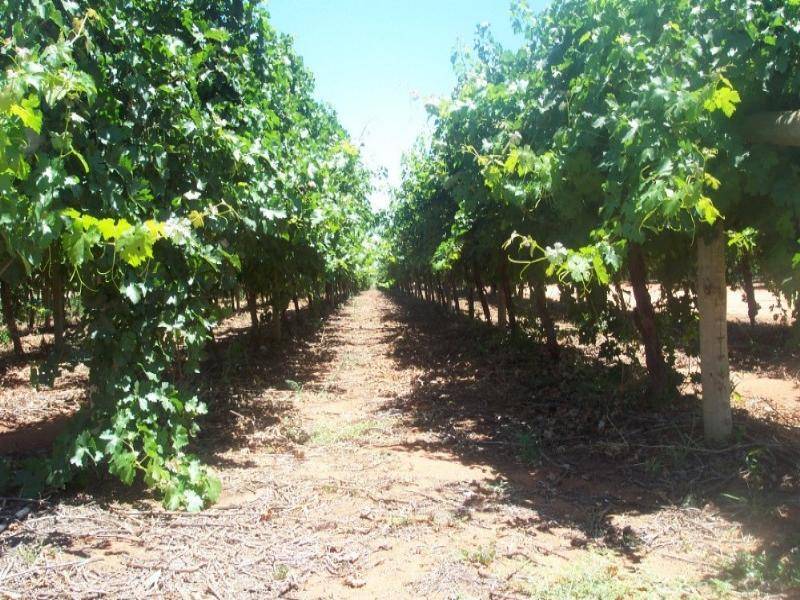 Lot 17 Sculthorpe Road, Nangiloc VIC 3494