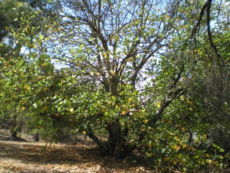 24 warren rd, Nannup WA 6275