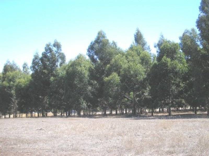 4 Forest View Court, North Greenbushes WA 6254