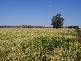 258 Evans Rd, Ridgelands QLD 4702