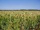 258 Evans Rd, Ridgelands QLD 4702