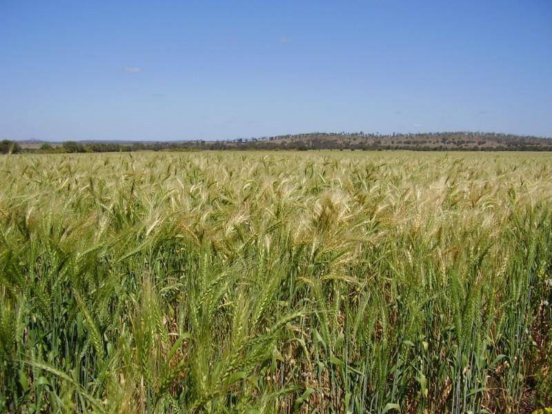 258 Evans Rd, Ridgelands QLD 4702