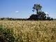 258 Evans Rd, Ridgelands QLD 4702