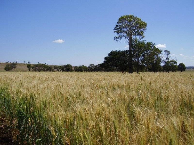 258 Evans Rd, Ridgelands QLD 4702