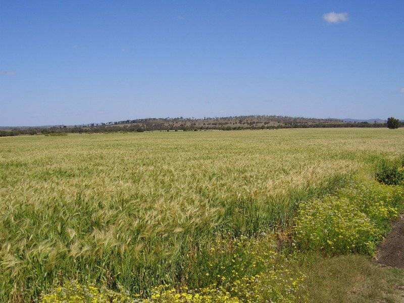 258 Evans Rd, Ridgelands QLD 4702