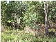 Lot 44 Abell Road, Cannonvale QLD 4802