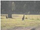 Lot 2 Kallata Grove, Worrigee NSW 2540