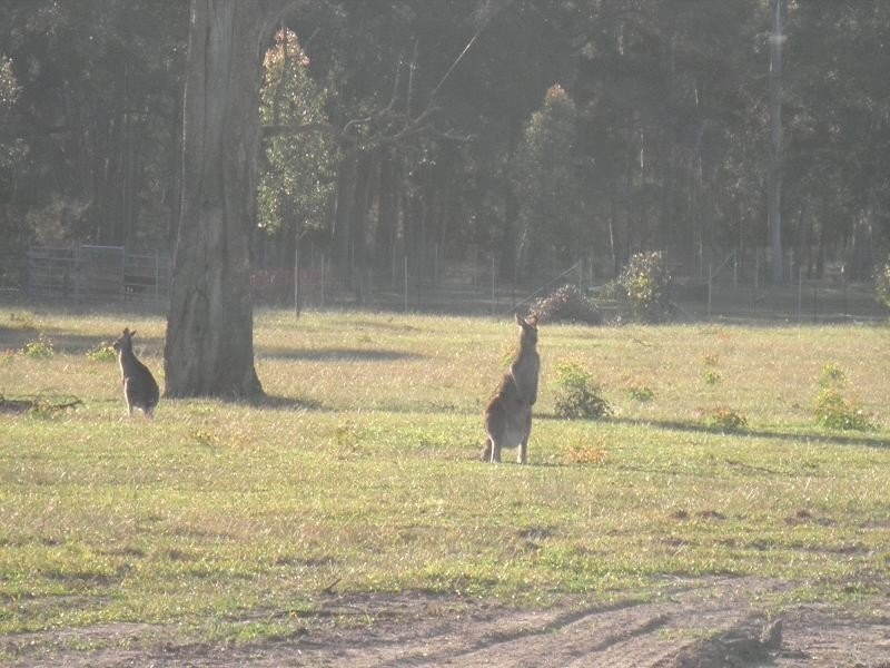 Lot 9 Kallata Grove, Nowra NSW 2541