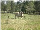 586 Cawarral Rd, Yeppoon QLD 4703