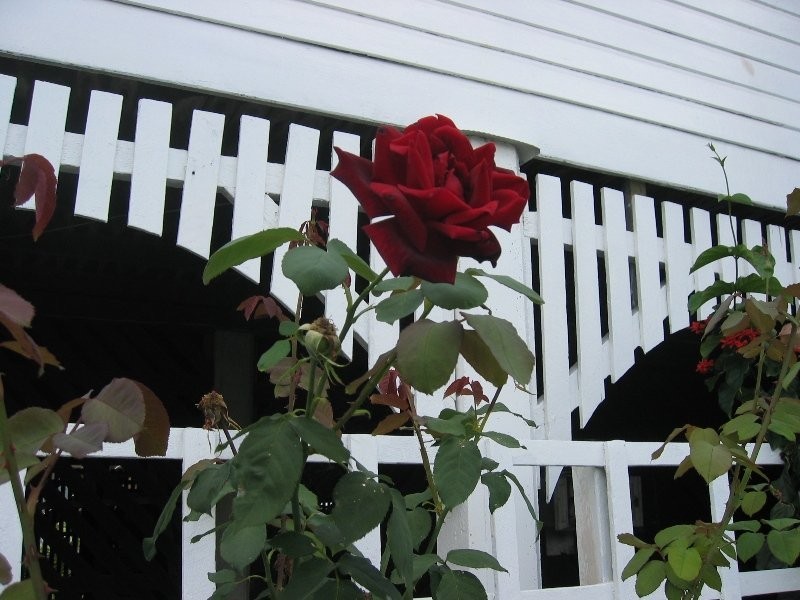 43 Oakwal Terrace, Windsor QLD 4030